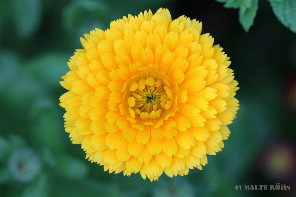 Marigold (Calendula officinalis)