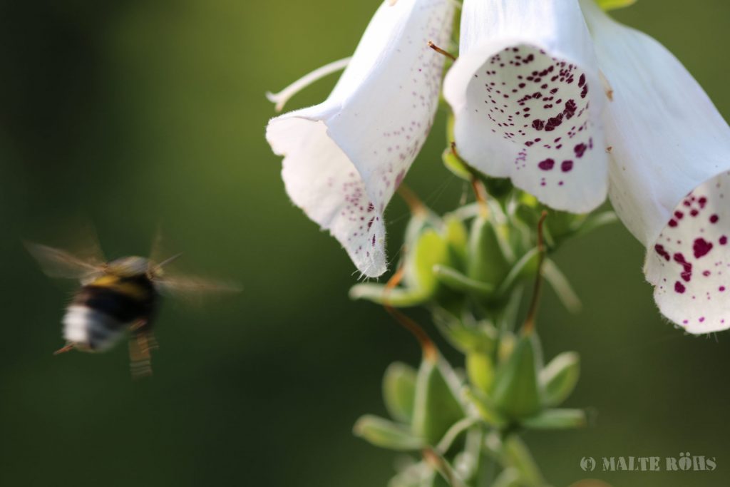 Bumblebee flying towards a Digitalis