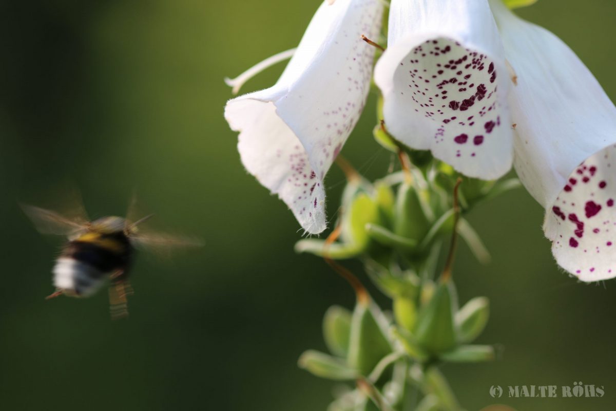 Bumblebee flying towards a Digitalis