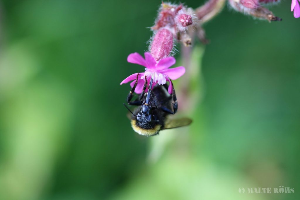 Bumblebee sucking nectar