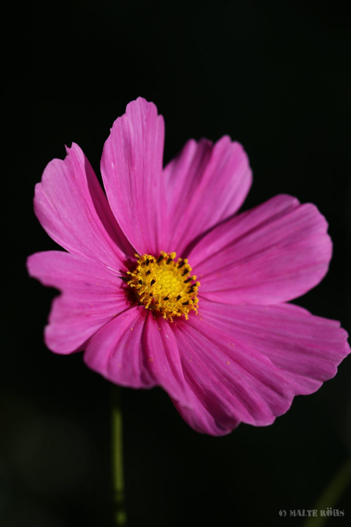 Garden cosmos (Cosmos bipinnatus) from top down