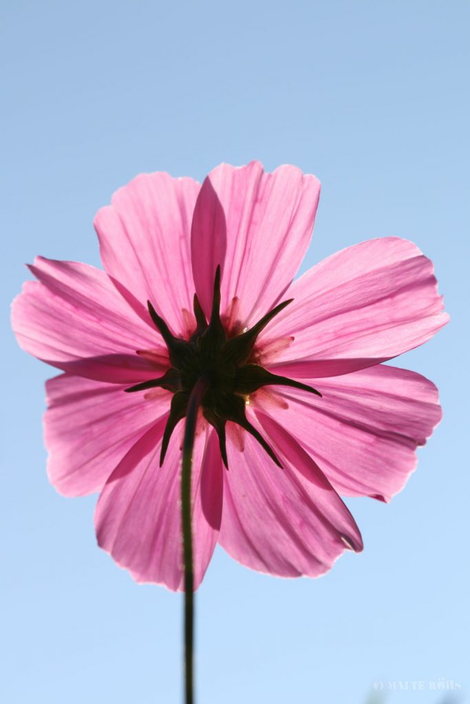 Garden cosmos (Cosmos bipinnatus) from bottom up