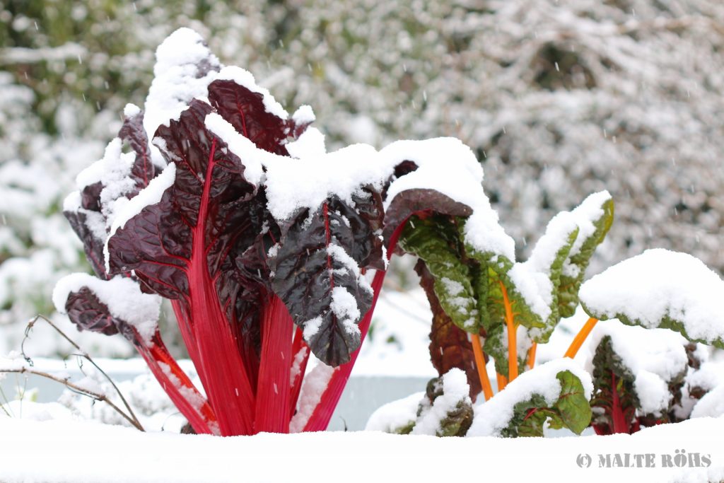Red and yellow chard in the snow