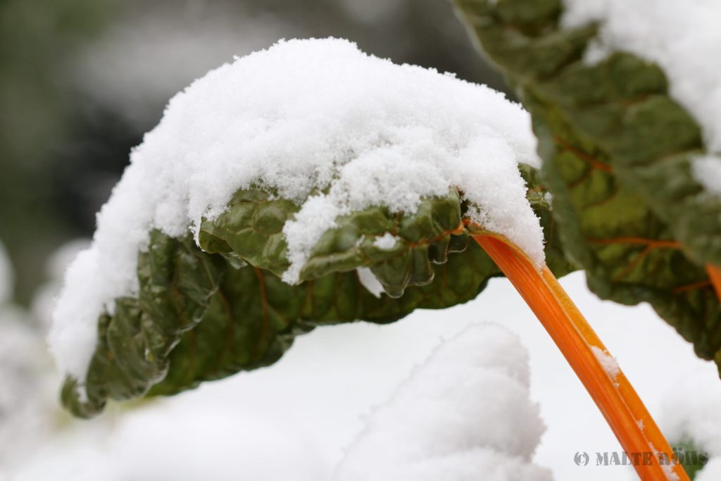 Yellow chard covered in snow