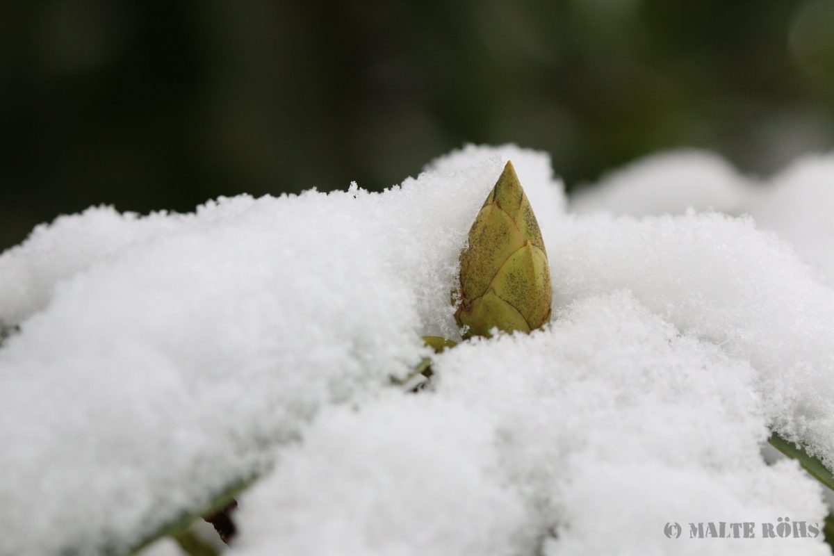 Rhododendron bud peeking through the snow