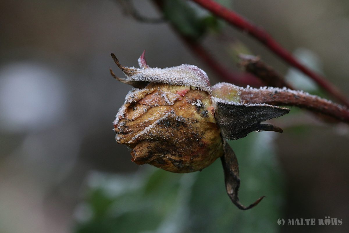 Dead rose covered with snow crystals